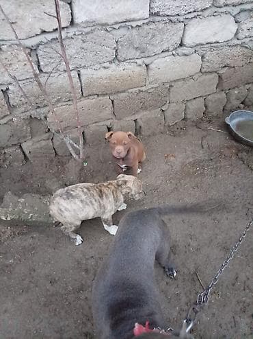 pitbul erkek: Pitbul, 2 ay, Dişi — 9