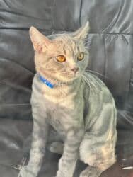 tükü olmayan pişik: Şotland, Erkək, Yaxşı əllərə, Ünvandan götürmə, Ödənişli çatdırılma, Rayonlara çatdırılma — 8