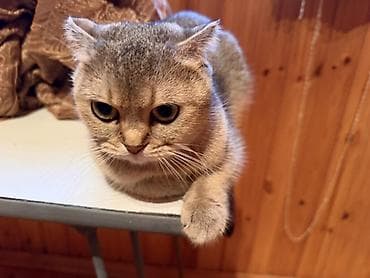 ordək balası və cucə: Şotland, Dişi — 3