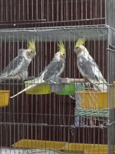 Pişiklər: Hazır erkək karella barter edilir dişi karella ilə — 1