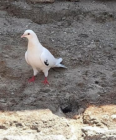 sevgi qusu: Tutulma orta qara quyrug erkey gedim gedimdedi unvan suraxani — 2