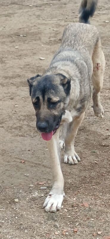 it zəncir: Kanqal, 1 il, Dişi, Peyvəndli — 2