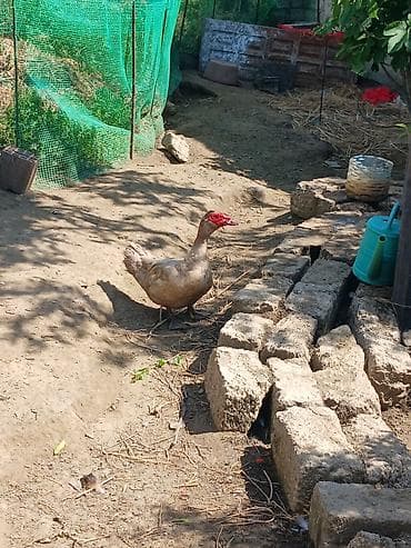 çöl ördək: Musk ördəyi (Muscovy duck) – təsərrüfat üçün ətlik və yumurtalıq quş — 2