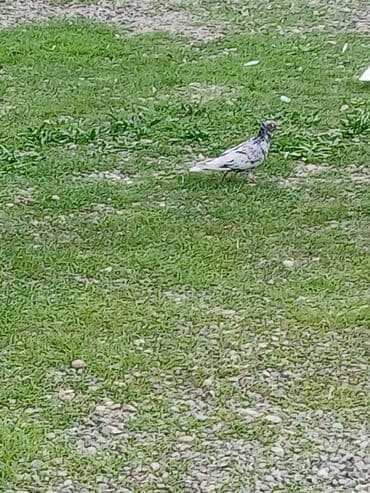 Pişiklər: Əbrəş erkəy ucşna cavdehəm Təsvir: - Rəng: ağ-zolaqlı/ala xallı — 1