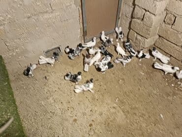 göyərçinler: Məhsul: Ev göyərçinləri qrupu Təsvir: - Şəkillərdə müxtəlif rəng — 2