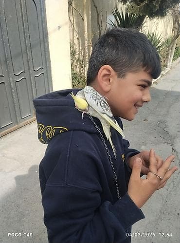 Watsapla elaqe saxlayin Nimfa (Cockatiel) – əl öyrədilmiş, çiyinə lalafo.az -da Watsapla elaqe saxlayin Nimfa (Cockatiel) – əl öyrədilmiş, çiyinə