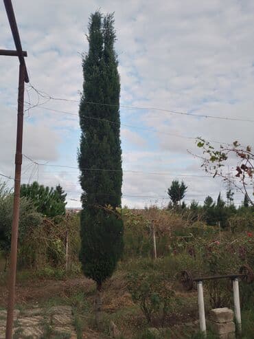 sumax ağacı: Salam satlir 170 azn 7 metre yaxindi — 1