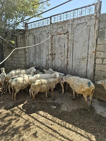 dişi quzu: Qoyun sürüsü satılır - Növ: yerli qarabaş/qoyun mixi (ağ və tünd — 4