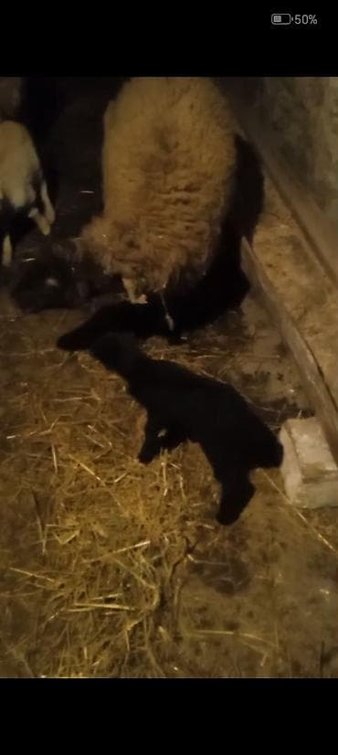 cins inekler: Salam aleykum əziz qardaşlar gününüz xeyirli olsun allah haminizin — 4