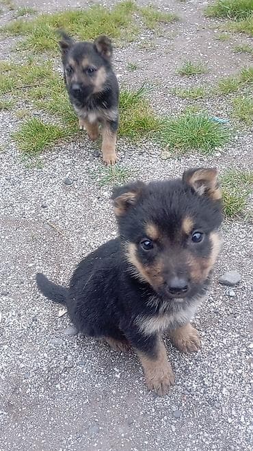 alman afcarka balası: Məhsul: Balaca it balaları (qara-qəhvəyi rəng) Təsvir temiz nimeski — 4