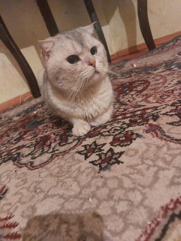 İtlər: Şinşilla, Erkək, Cütləşmə üçün, Ünvandan götürmə — 3