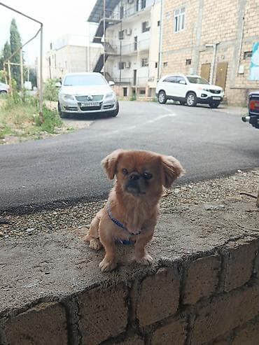 ucuz pekines satilir: Cins: Pekinges (Pekingese) Rəng: açıq qəhvəyi/qızılı Cinsiyyəti: erkək — 5