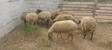 arpa bugda: Dişi, il: 5, 5 kq, Damazlıq, Ünvandan götürmə — 8