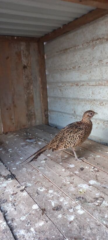 bakida cins ineklerin satisi: Məhsul: Qırqovul (dişi) Təsvir: - Növ: Qırqovul, qəhvəyi ləkəli — 4