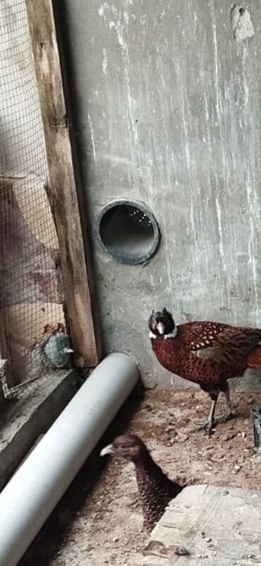 Коровы, быки: Петух, лет: 1, Самовывоз — 1