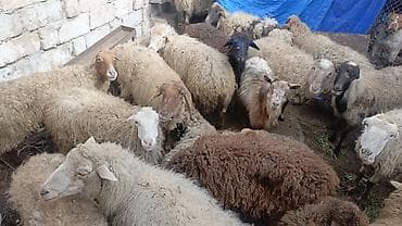 Зоотовары: Satış üçün xırdabuynuzlu heyvan sürüsü - Növlər: qoyun və keçi — 1
