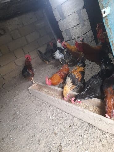 heratı xoruz: Məhsul: Qarışıq xoruzlar Təsvir: - Şəkillərdə görünən müxtəlif cins — 5