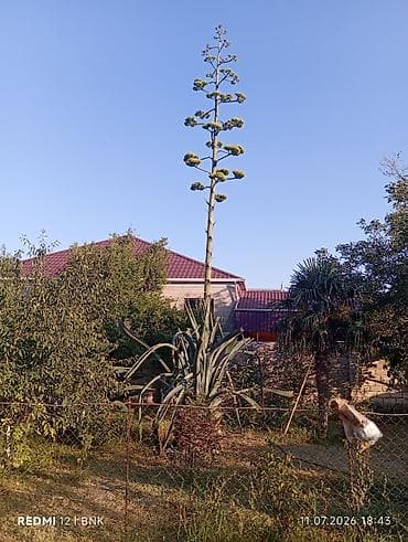 kala bitkisi: Aqava (Agave americana) – iri ölçülü dekorativ bitki - Nəhəng rozet — 3