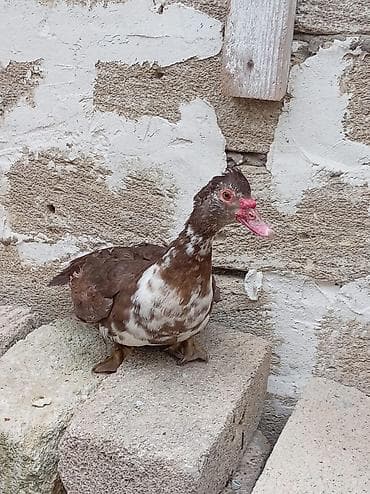 hinduska kanada: Əssalım əleykum əvvəla Allahın salamı olsun hər kəsə 5 ədəd 1 illiyi — 6