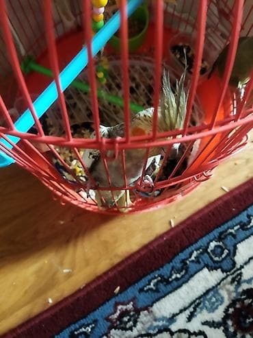 Собаки: Salam təcili satılır 30 AZN dişi maya — 4