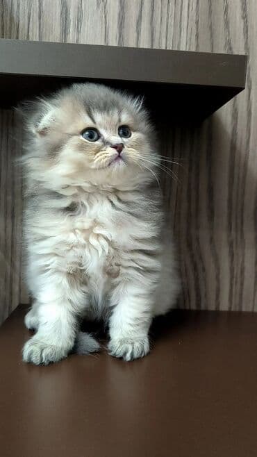 britan pisiyi: Britan — 1