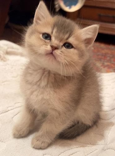 İtlər: Britan, Erkək, Dişi, Yaxşı əllərə, Pulsuz çatdırılma, Ödənişli çatdırılma — 4