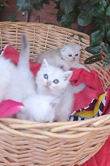 pişiyi: Şinşilla — 2