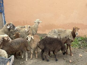 çin bıldırcını: Salam Heyvanlar hamısı sağlam ağır boğazdılar ana baladılar satılırlar — 9