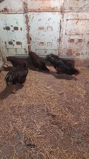 Птицы: Red İslam 1 xoruz 1 toyuq satılır Toyuq yumutlayır 1 il 3 aylıqdı — 5