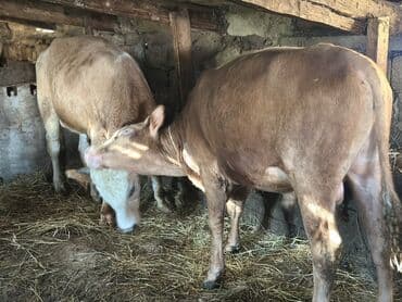 heyvan bazari inekler: Самка, лет: 1, 100120 кг, Для разведения — 4