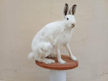 qara it sekilleri: Fiqur, rəng - Ağ — 2