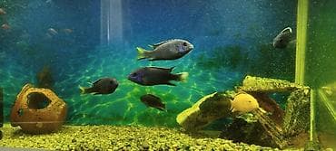 tap az xaski: Malavi balığı — 2