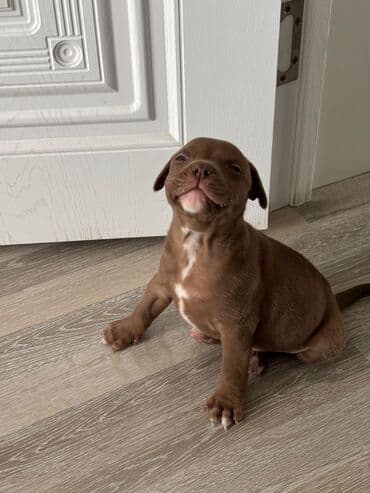 1 ay lalafo.az -da 1 ay