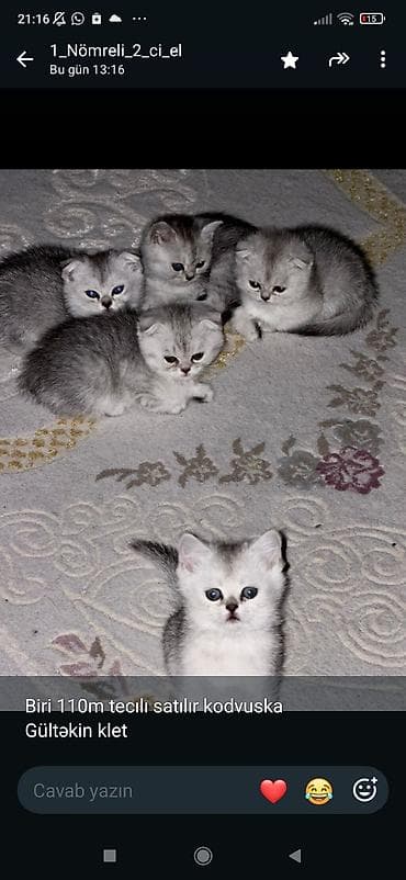 sotlant pisik: Şotland yastı qulaq — 1