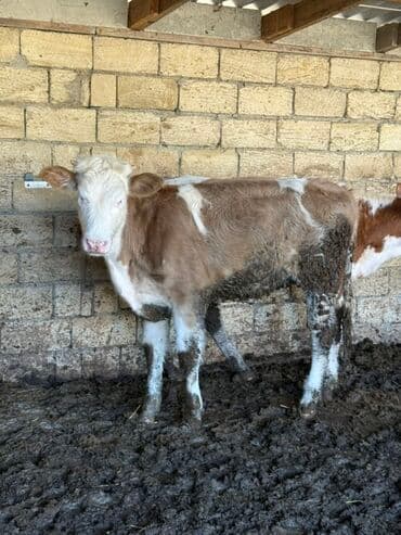 ördək balası və cücə: Saga cevirib bir bir ferqli simental balalarina baxa bilersiz — 4