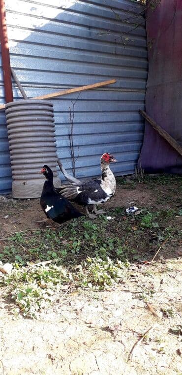 2 ayliq cuceler: Göy macar ərkey. zümrüd dişi Super Damazliq — 1