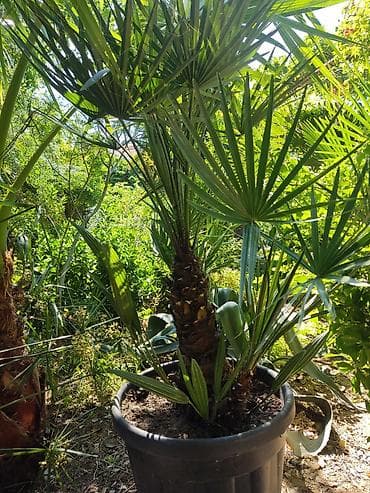 bitki guli: Yelpəzəyarpaq xurma (Chamaerops humilis) – qara plastik dibçəkdə — 3