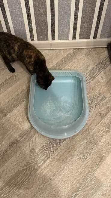 toyuq ucun yem qablari: Məhsul: Pişik tualeti (qum qabı) Ölçü: Uzunluq 35, Eni 30, hündürlüyü — 5