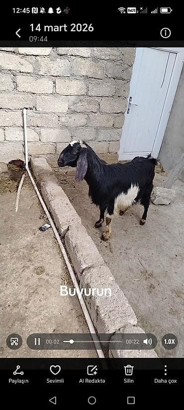 Saf qan Suriya helebi 3 illiydi 2 qarin doqub aktiv sud verir tam