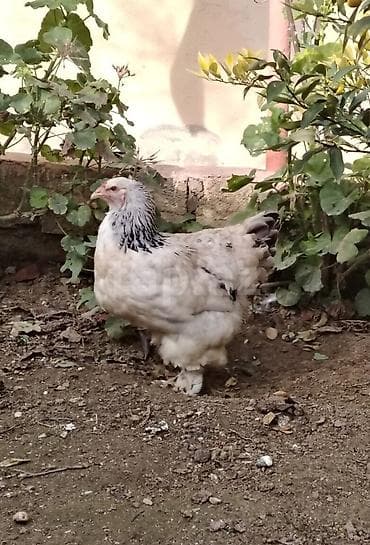 çin aslani: Brama cinsi toyuq yumurtası. Xoruz və Toyuqun şəkli göstərilib — 2