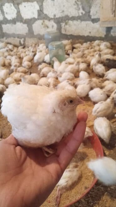 Yumurtaya düşmük 50 günlük texas bildirçinləri var hazır kəsilmiş