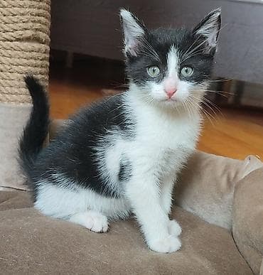 pisik yuvalari: Erkək — 1