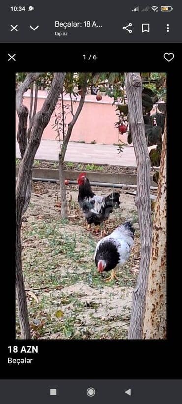 Akvariumlar: 2 kq çəkisi kılo 12 azn — 5