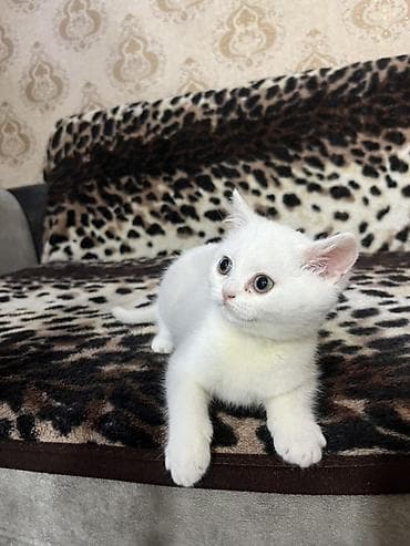 pisiylər: Britan — 3