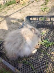 karlik dovşanlar: Ağ tüklü, qəhvəyi ləkəli dovşan - Yumşaq, sıx örtüklü ağ yun — 17