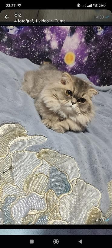 Quşlar: Şotland yastı qulaq, Dişi, Cütləşmə üçün — 5