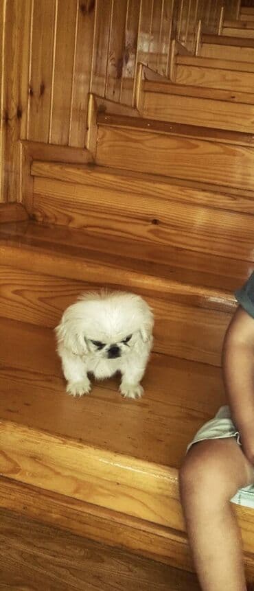 itler pudel: Pekines, 3 ay — 3