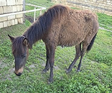 qara avstrolop: Salam aleykum dişi dayça satılır Gənc at – qəhvəyi rəngdə, qara — 5