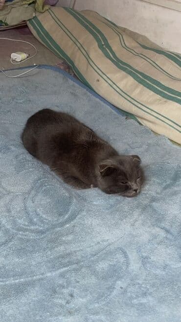 Heyvanlar üçün mallar: Şotland yastı qulaq — 3