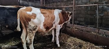 xudat heyvan satışı: 7 aylıq saf qan simmental erkək. Dana ətliyə satılmır təqribən 300 kq — 2